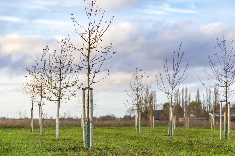 Apple Tree Planting in Honolulu, HI