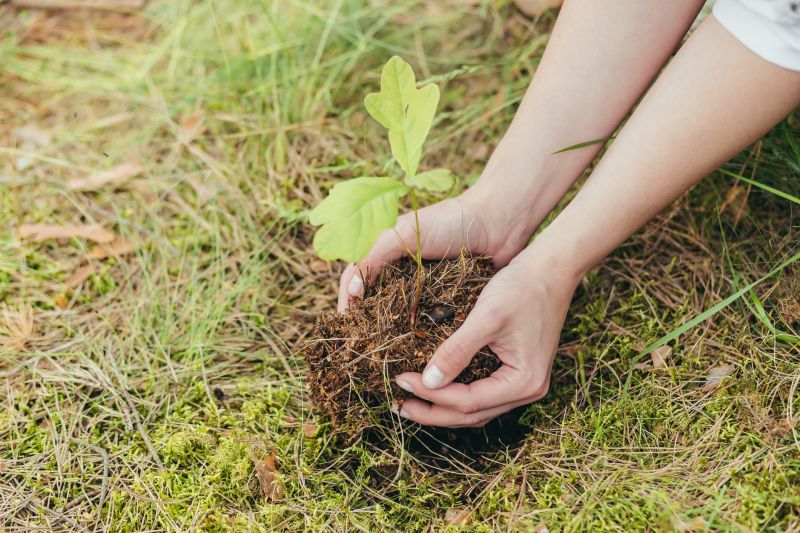Apple Tree Planting in Ventura County, CA