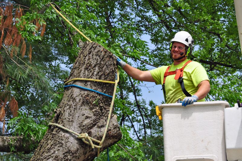 Arborist Spraying in Reno, NV