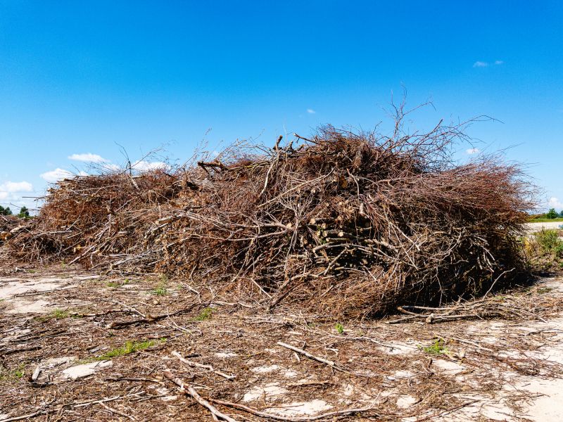 Summer Clearing Efforts