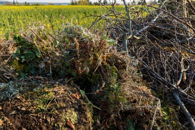 Summer Brush Clearing