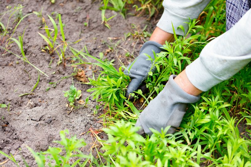 Flower Bed Weeding Service in Aiken, SC