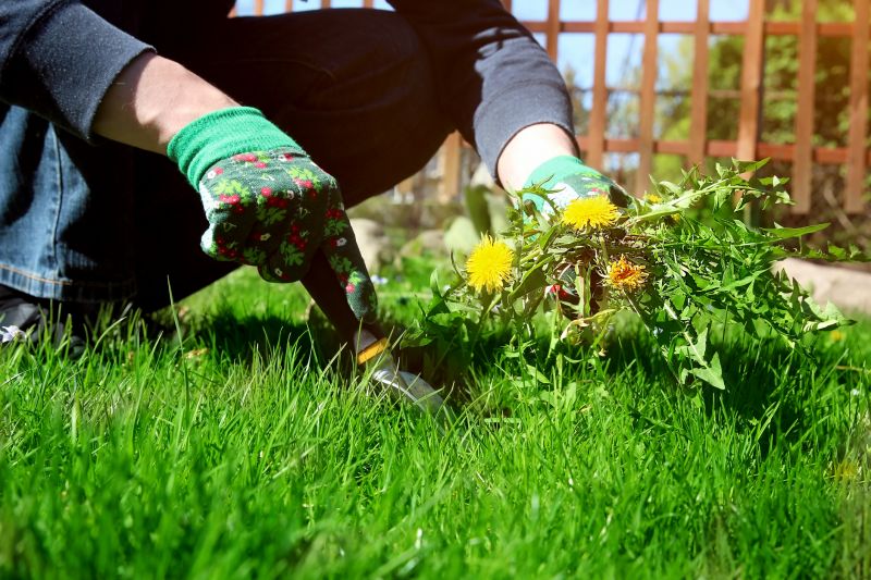 Flower Bed Weeding Service in Aiken, SC