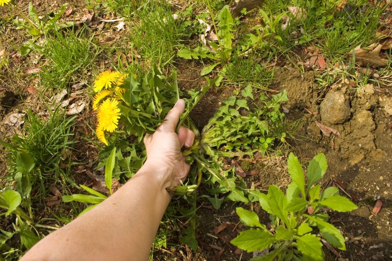 Flower Bed Weeding Service in Rockwall, TX
