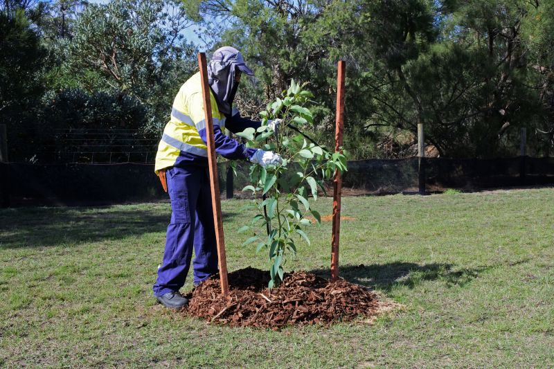 Japanese Maple Planting in Honolulu, HI
