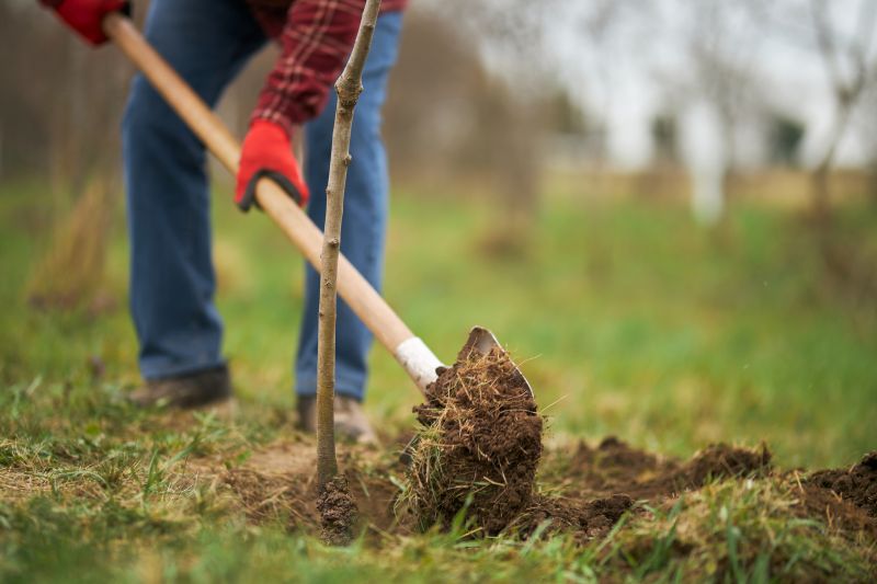 Magnolia Tree Planting in Ventura County, CA