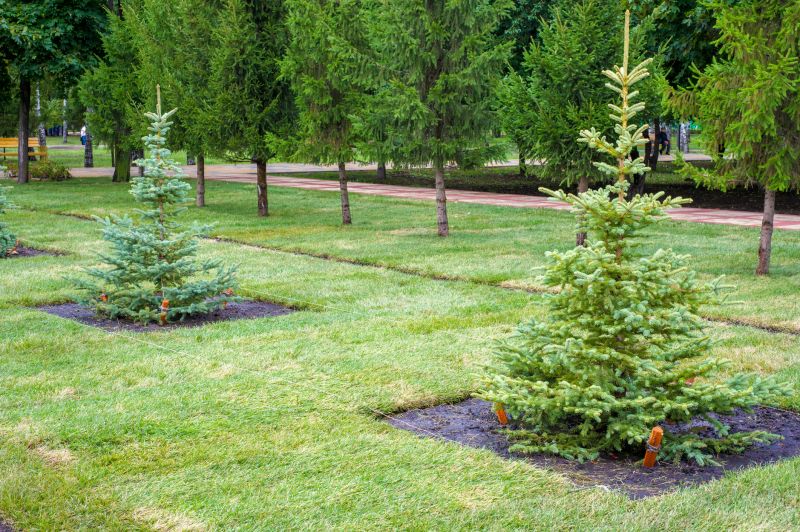 Ornamental Tree Planting in Ventura County, CA