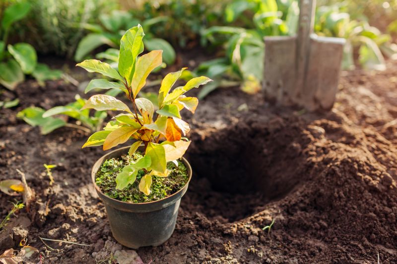 Perennials Planting in Honolulu, HI