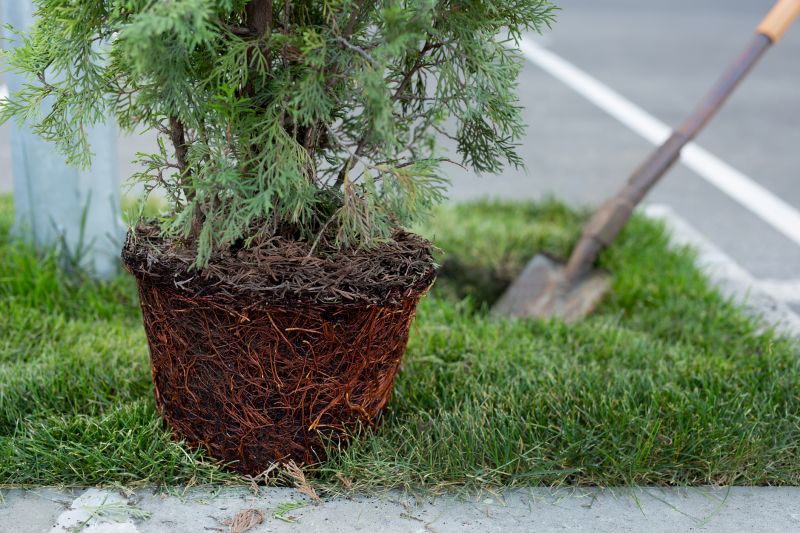 Privacy Trees Planting in Ventura County, CA