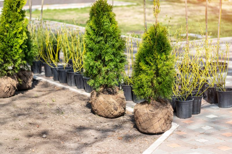 Rose Bush Planting in Ventura County, CA