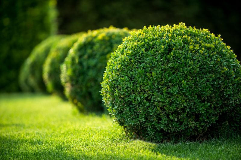 Shrub Landscaping in Ventura County, CA