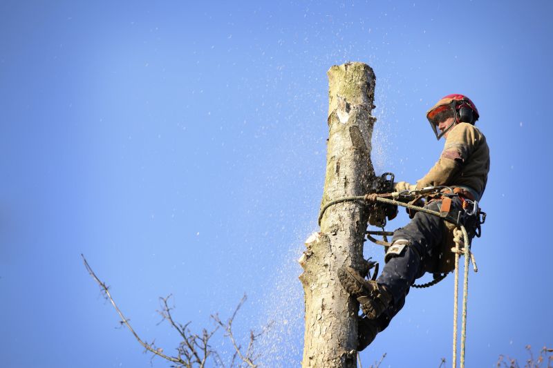 Tree Cabling Service in Reno, NV