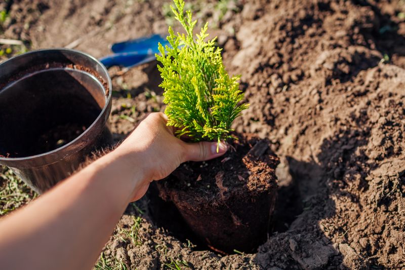 Tree Installation Service in Ventura County, CA
