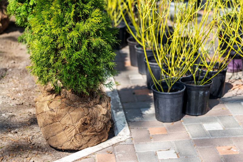 Tree Landscaping in Honolulu, HI