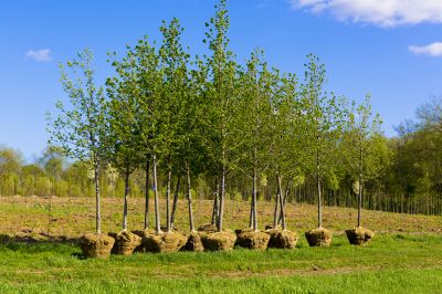 Tree Landscaping in Honolulu, HI