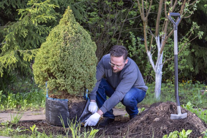 Tree Planting Service in Honolulu, HI
