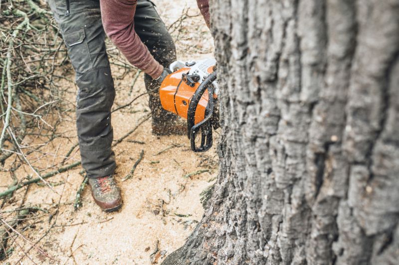 Tree Repair in Reno, NV
