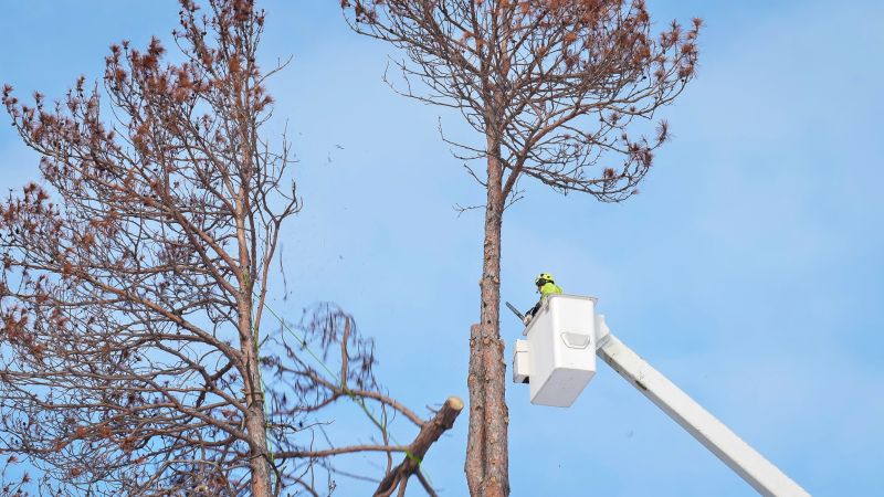 Tree Straightening Service in Reno, NV