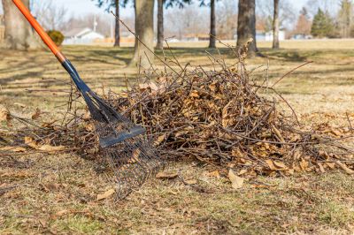 Remove Unwanted Branches and Debris