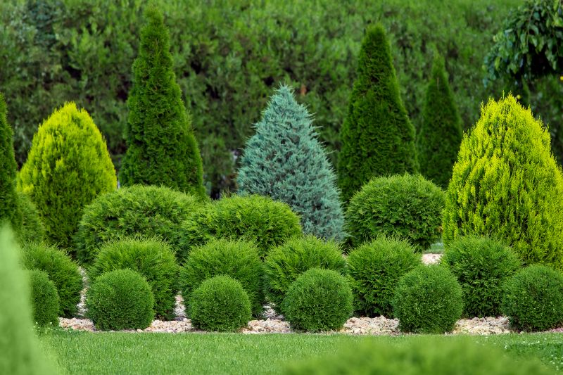 Privacy Shrub Planting in Ventura County, CA